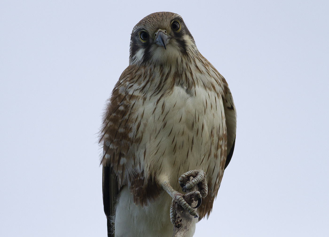 Brown Falcon (Image ID 31567)