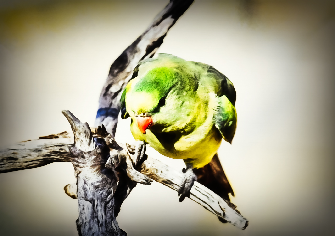 Regent Parrot (Image ID 31555)