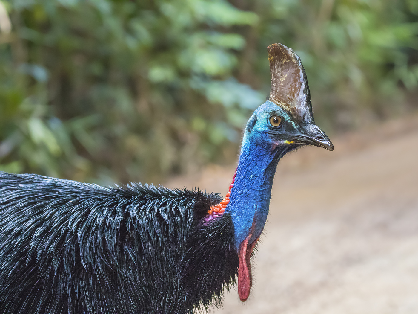 Southern Cassowary (Image ID 31335)