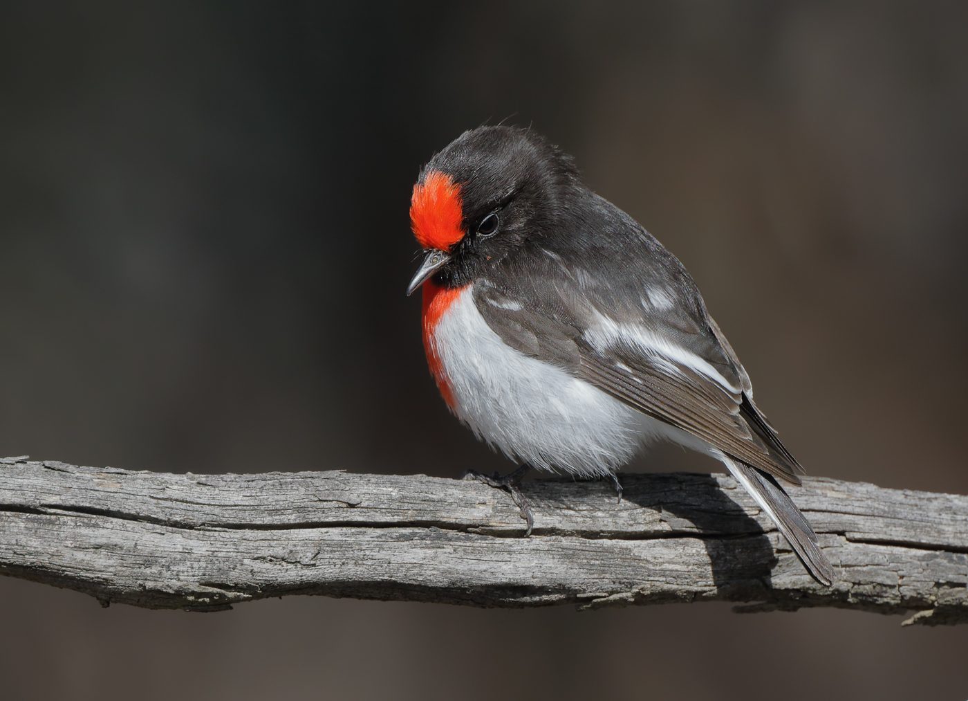 Red-capped Robin (Image ID 31621)