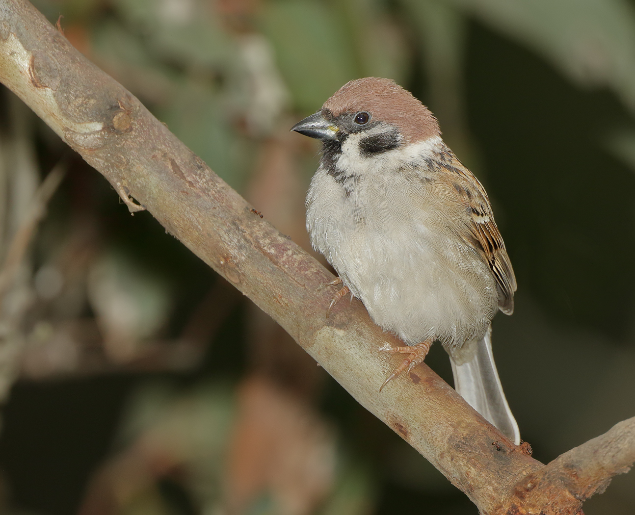 Eurasian Tree Sparrow (Image ID 31338)