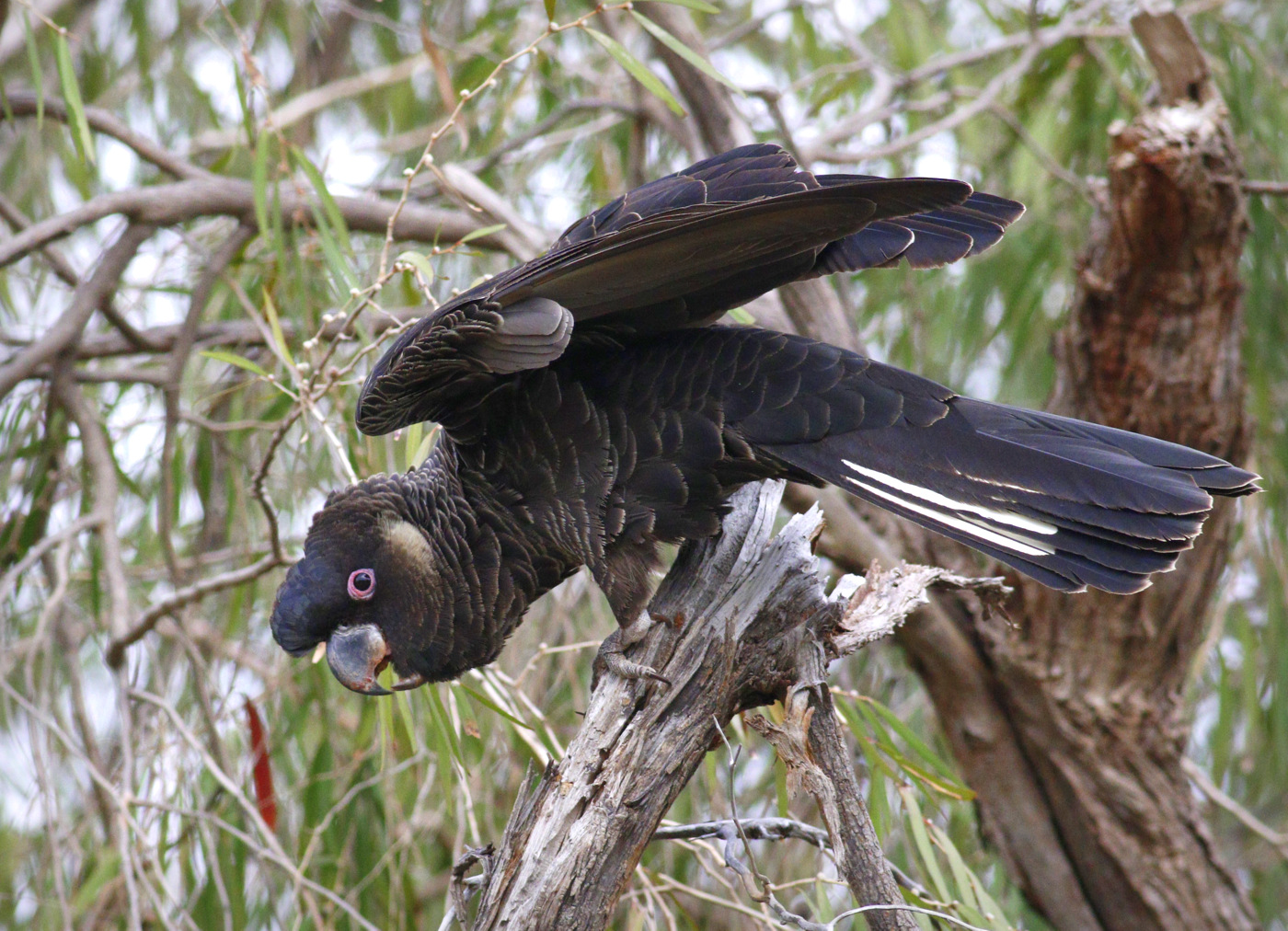 Carnaby's Black-Cockatoo (Image ID 31598)