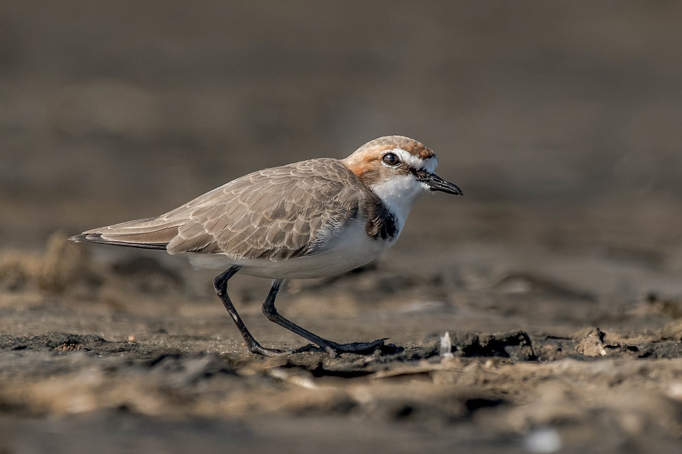 Red-capped Plover (Image ID 31579)