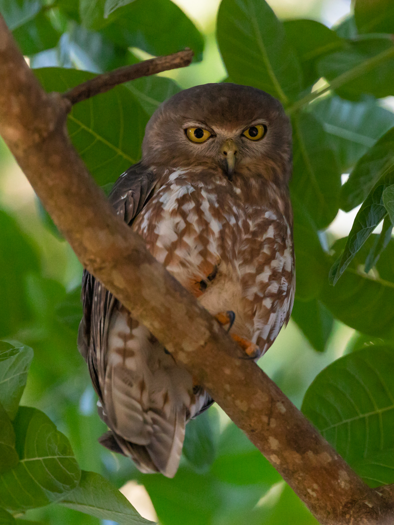Barking Owl (Image ID 31535)