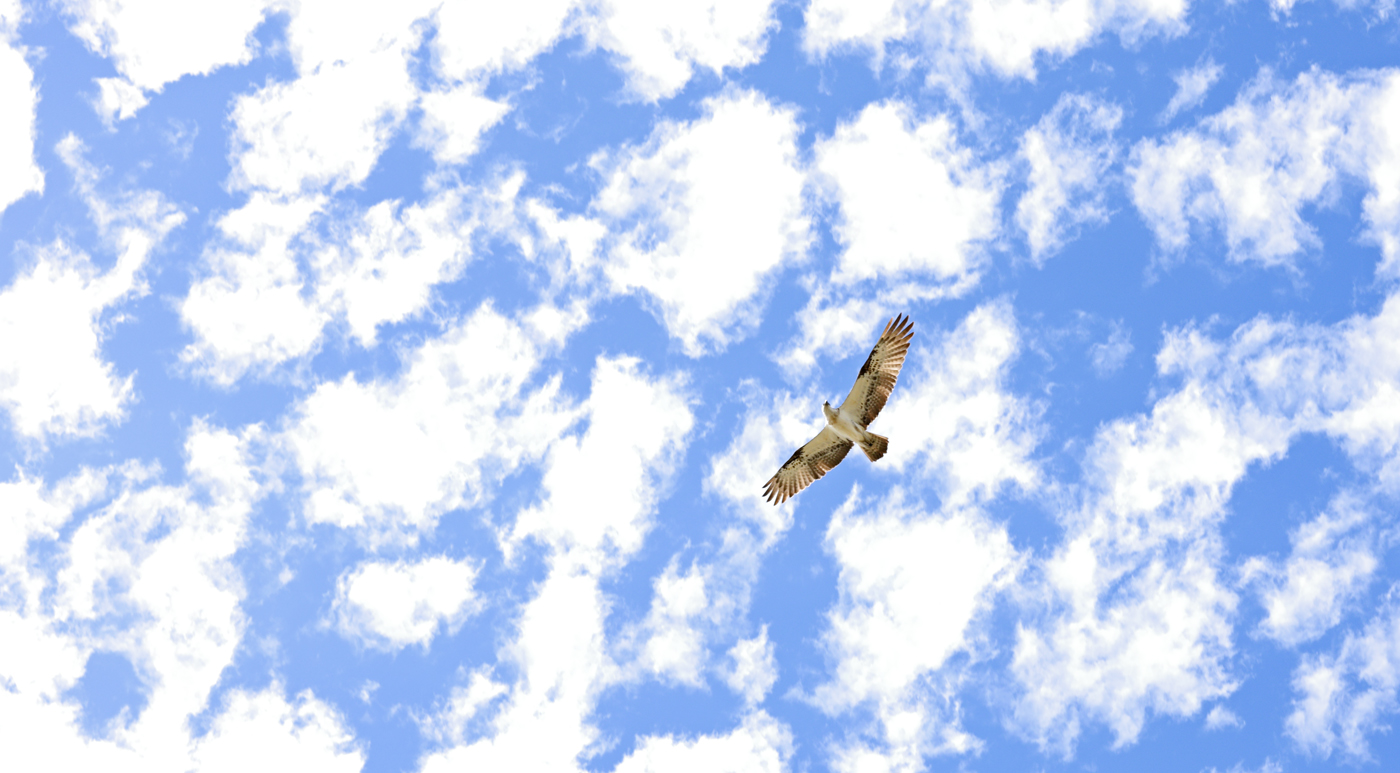 Osprey (Image ID 31919)