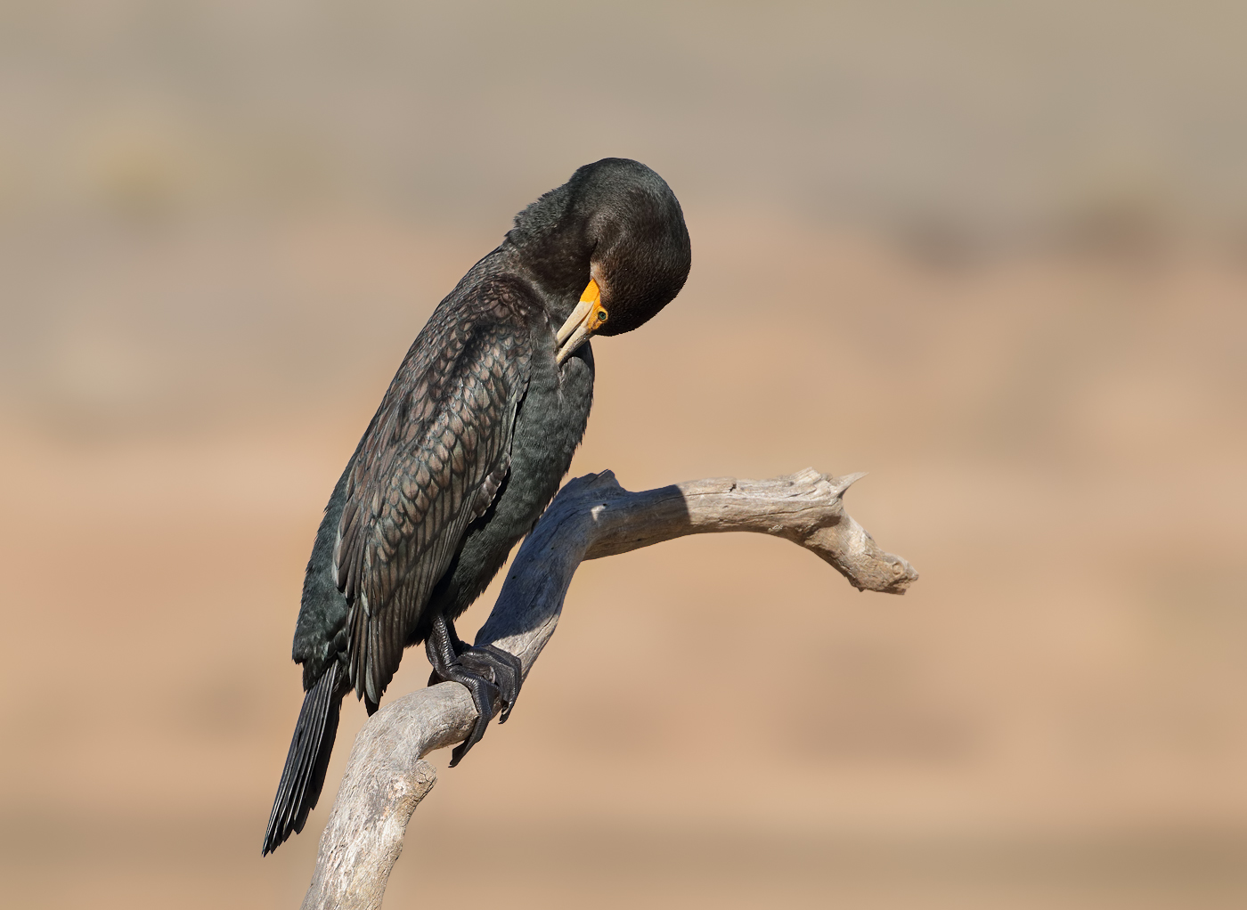 Great Cormorant (Image ID 31953)