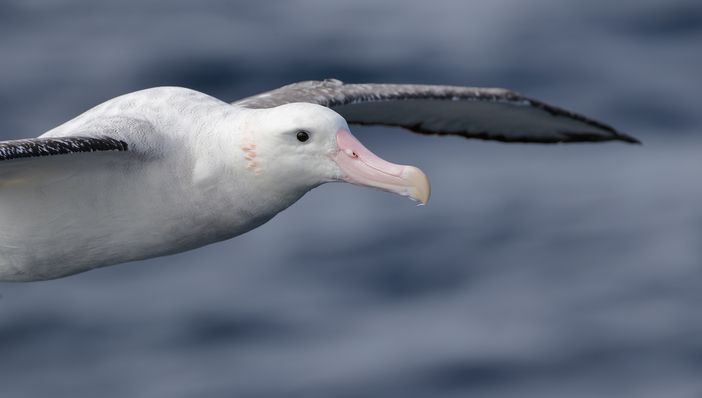 Antipodean Albatross (Image ID 31999)