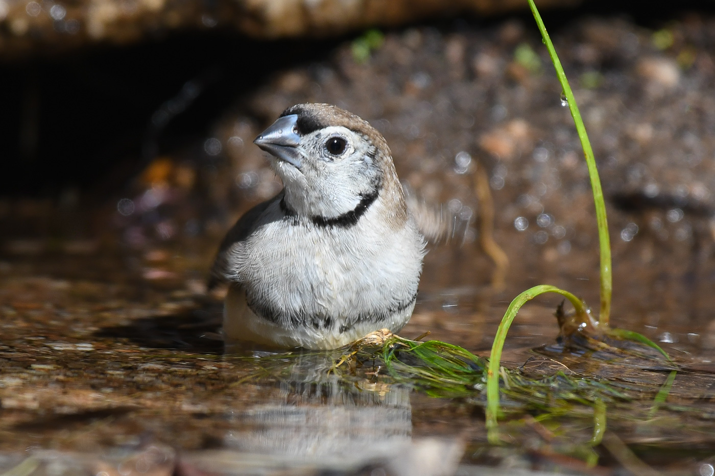 Double-barred Finch (Image ID 31723)