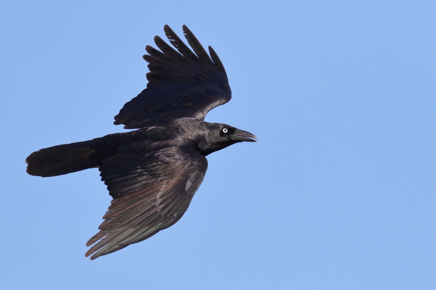Little Crow (Image ID 31788)