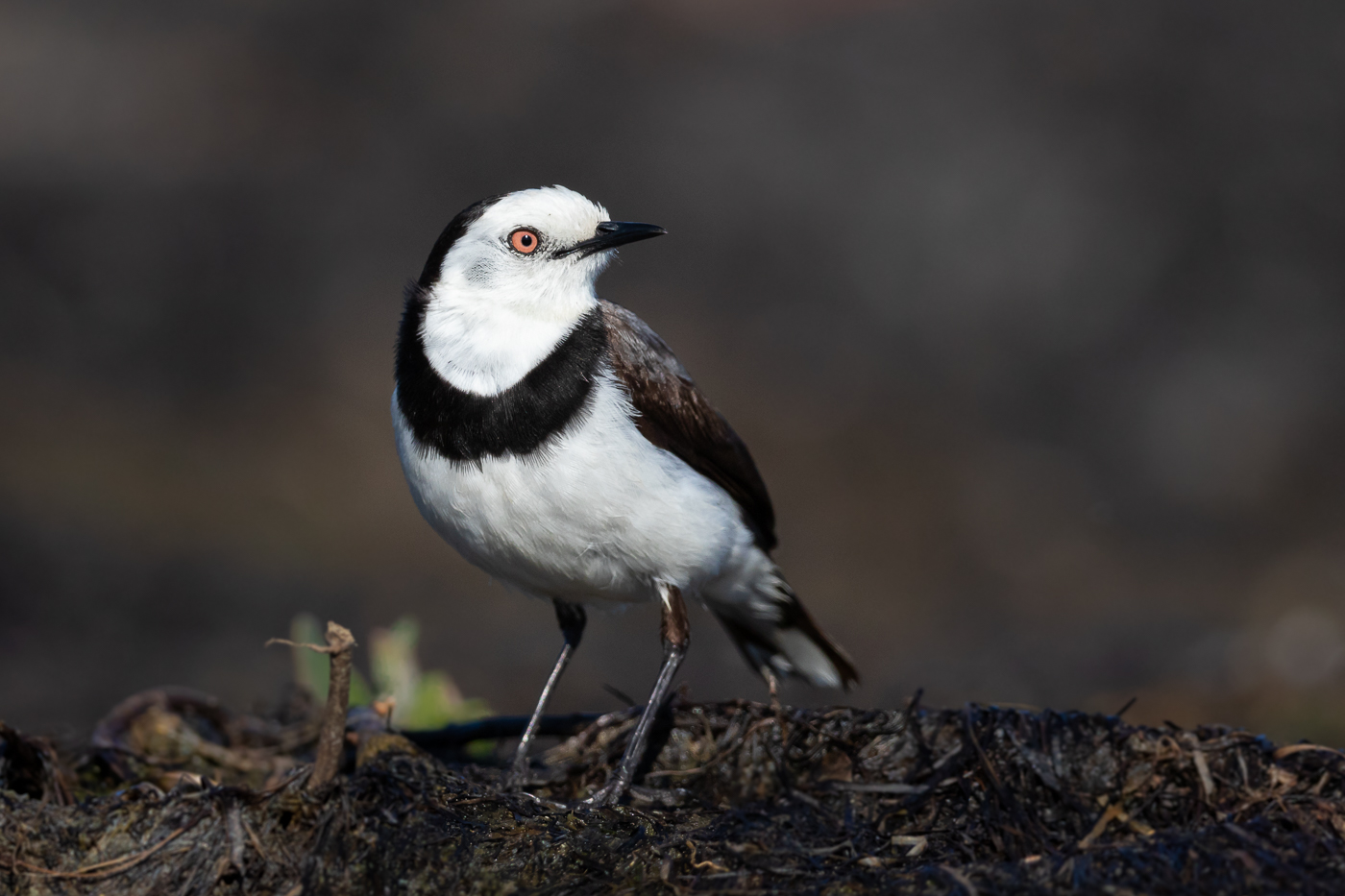 White-fronted Chat (Image ID 31710)