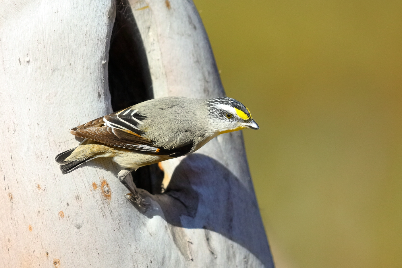 Striated Pardalote (Image ID 31957)