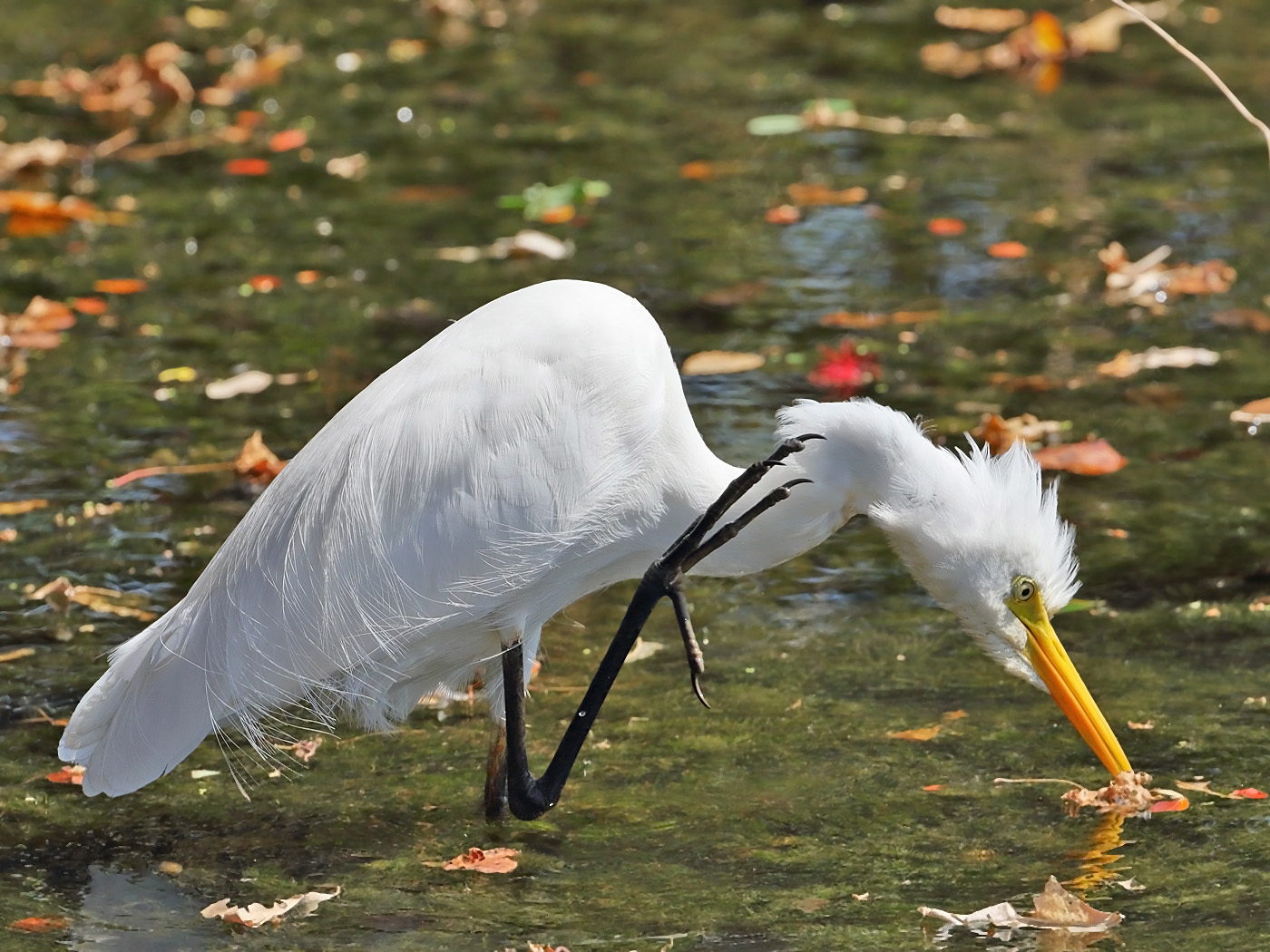 Plumed Egret (Image ID 31951)
