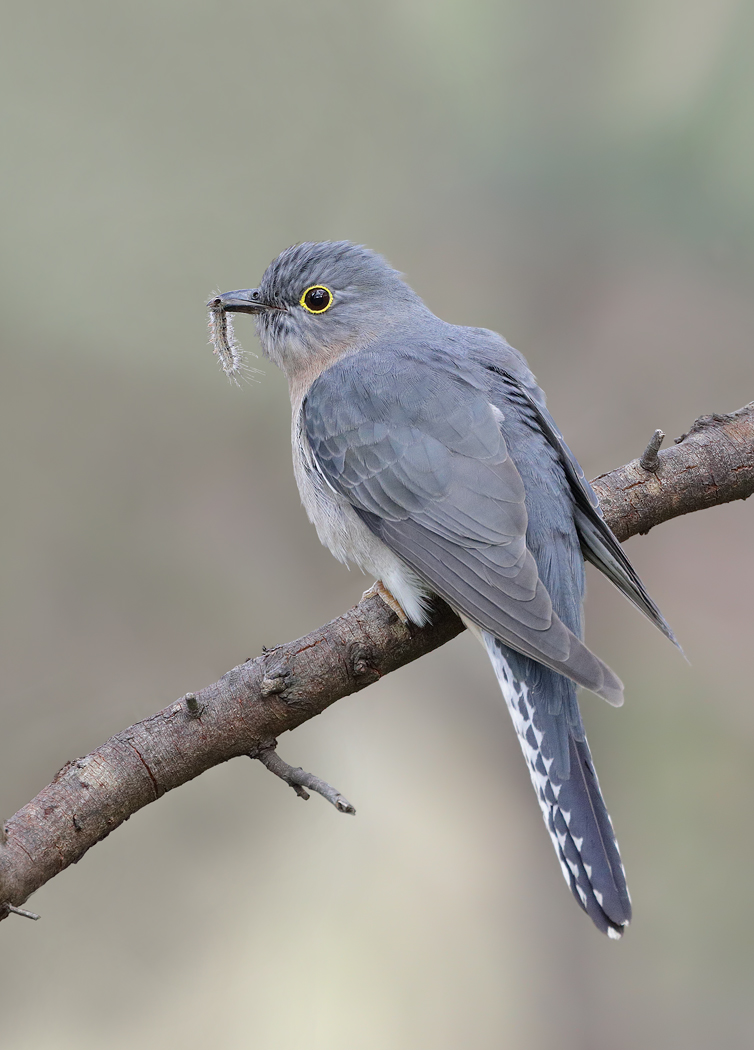 Fan-tailed Cuckoo (Image ID 31818)