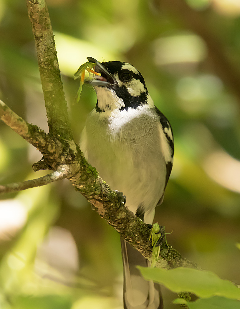 White-eared Monarch (Image ID 31686)