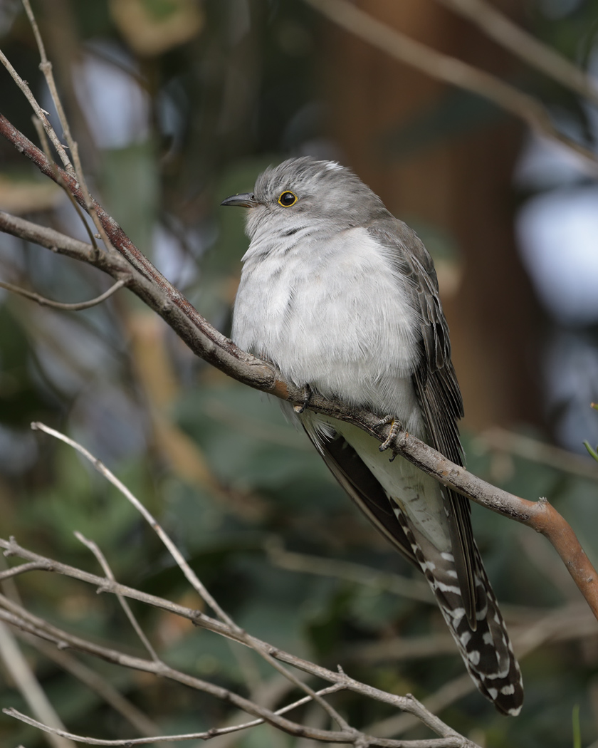 Pallid Cuckoo (Image ID 31852)