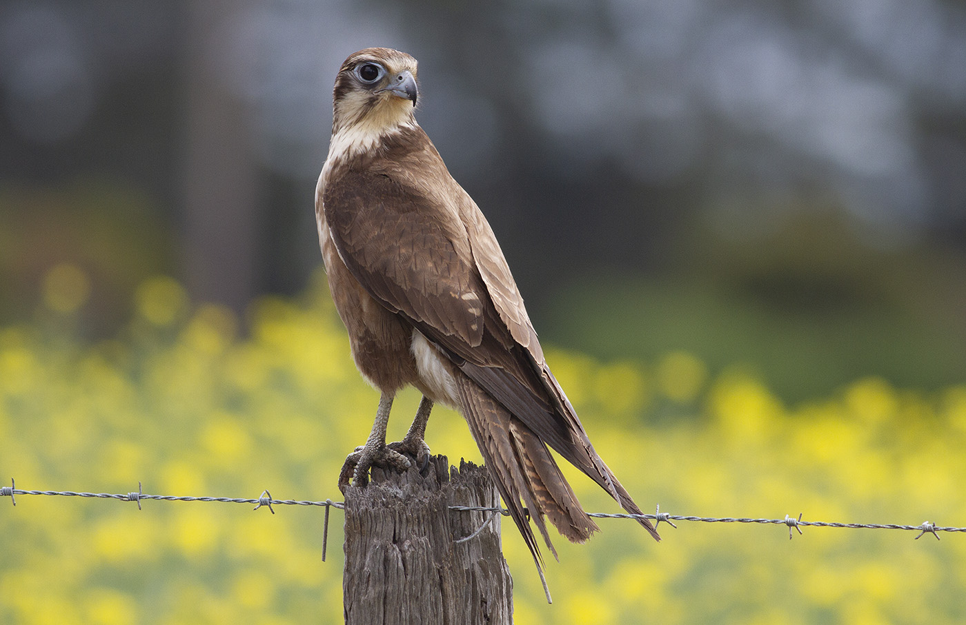 Brown Falcon (Image ID 31905)