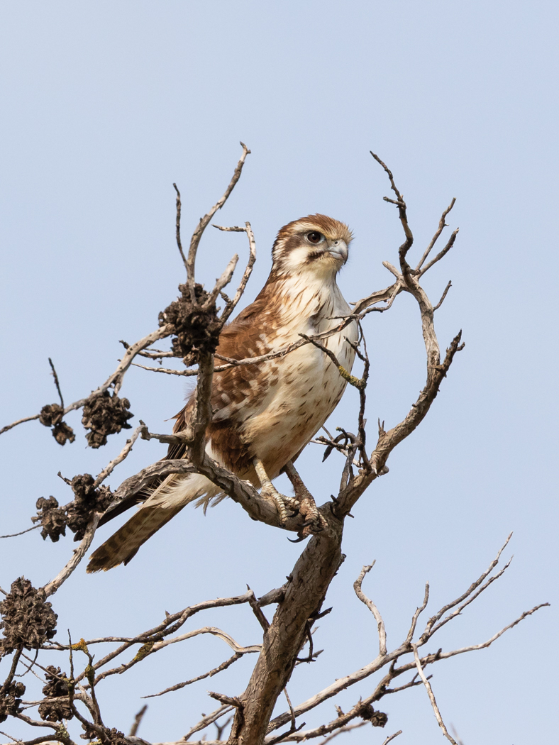 Brown Falcon (Image ID 31716)