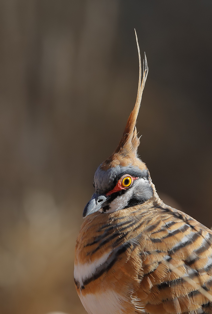 Spinifex Pigeon (Image ID 31844)