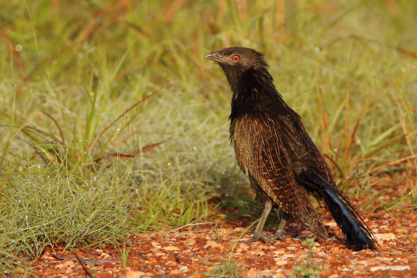 Pheasant Coucal (Image ID 31996)