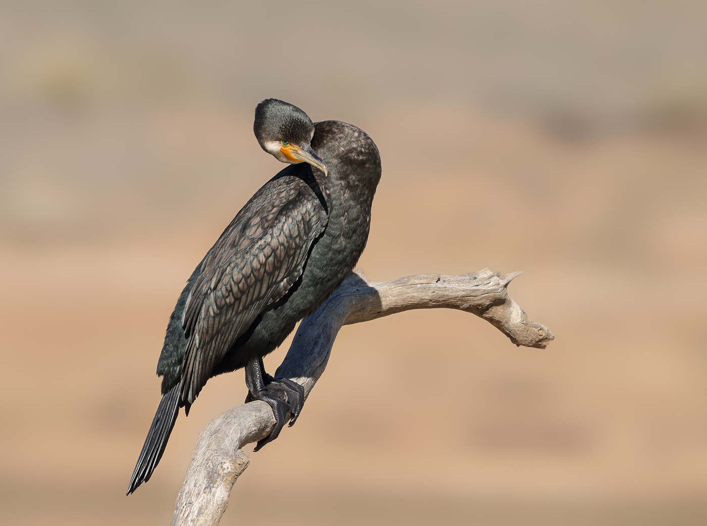 Great Cormorant (Image ID 31954)