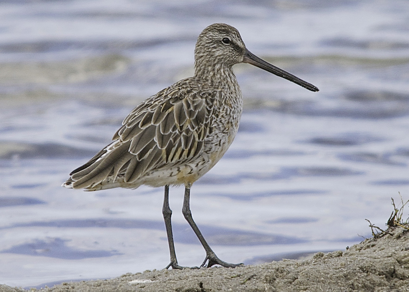 Asian Dowitcher (Image ID 32043)