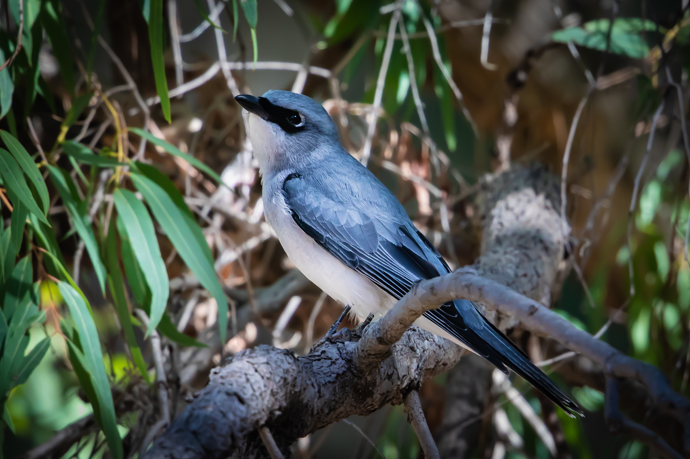 White-bellied Cuckoo-shrike (Image ID 31774)