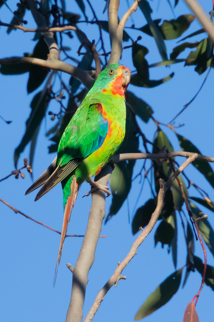 Swift Parrot (Image ID 31706)
