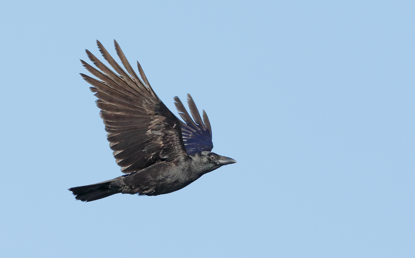 Torresian Crow (Image ID 31871)