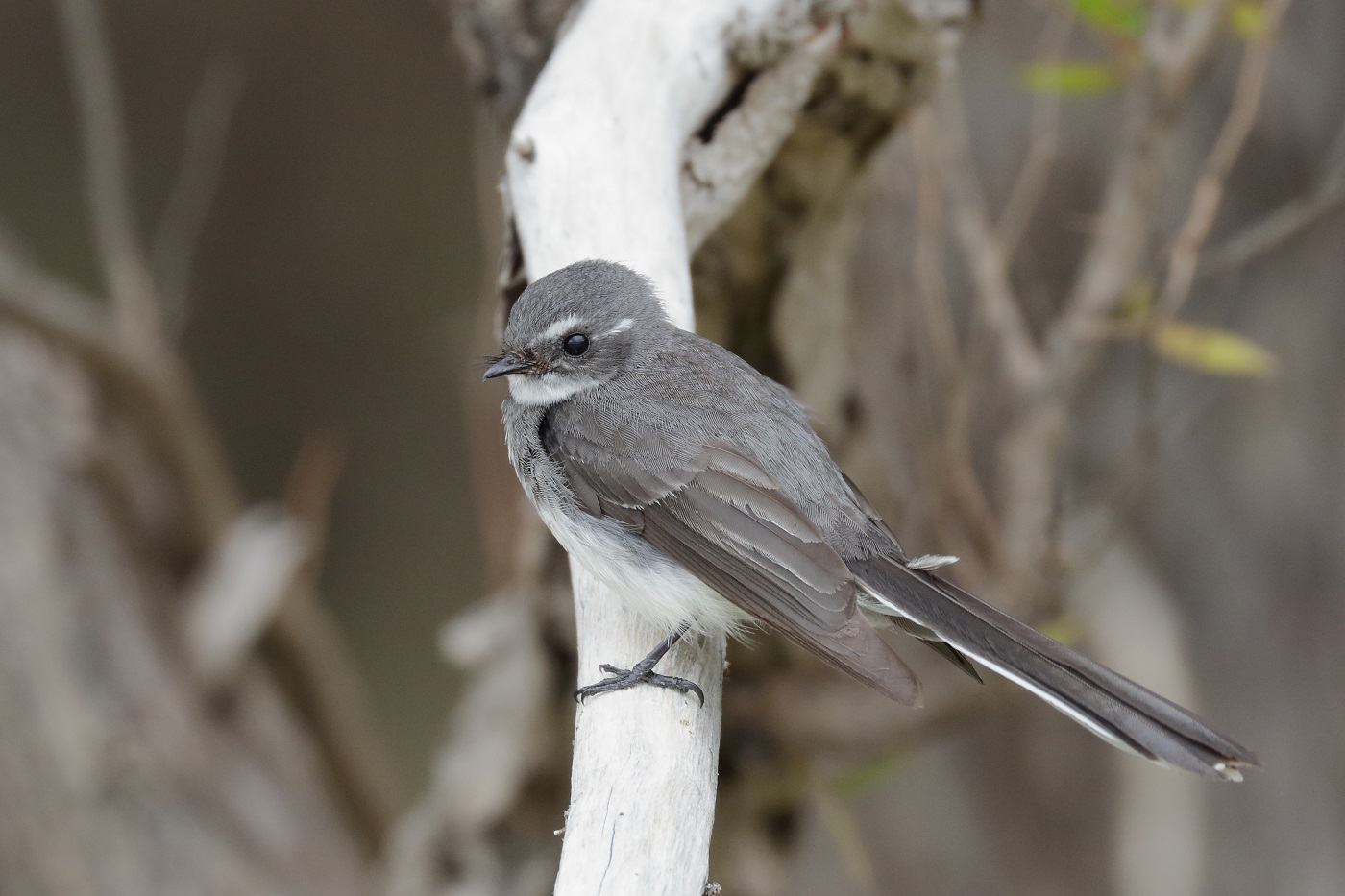 Grey Fantail (Image ID 32020)