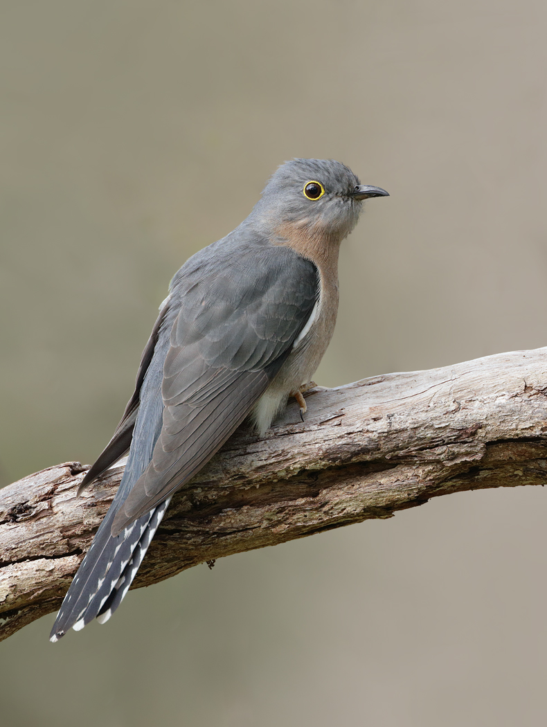 Fan-tailed Cuckoo (Image ID 31837)