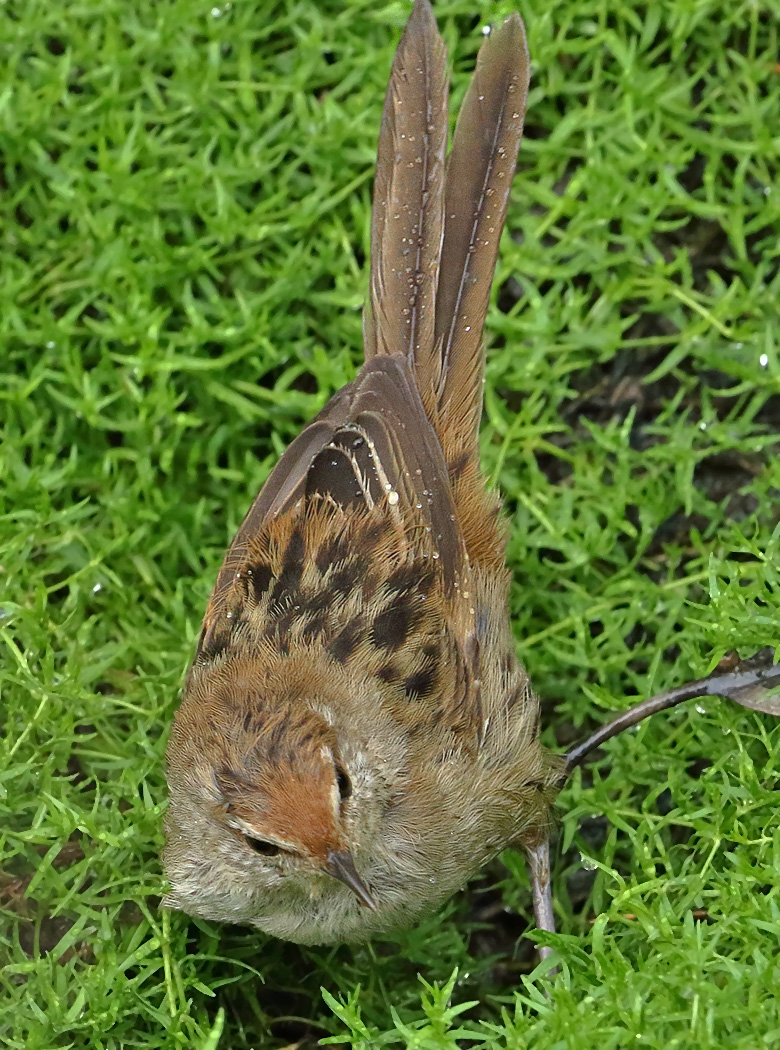 Little Grassbird (Image ID 31801)