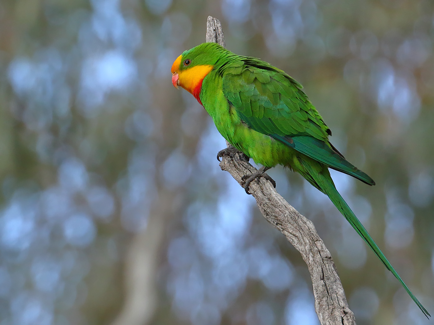 Superb Parrot (Image ID 31799)