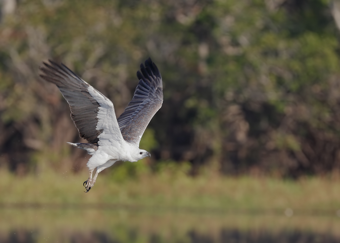 White-bellied Sea-Eagle (Image ID 31751)