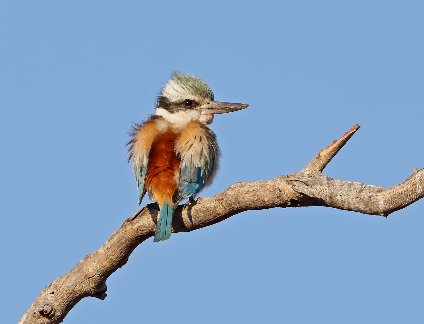 Red-backed Kingfisher (Image ID 31911)