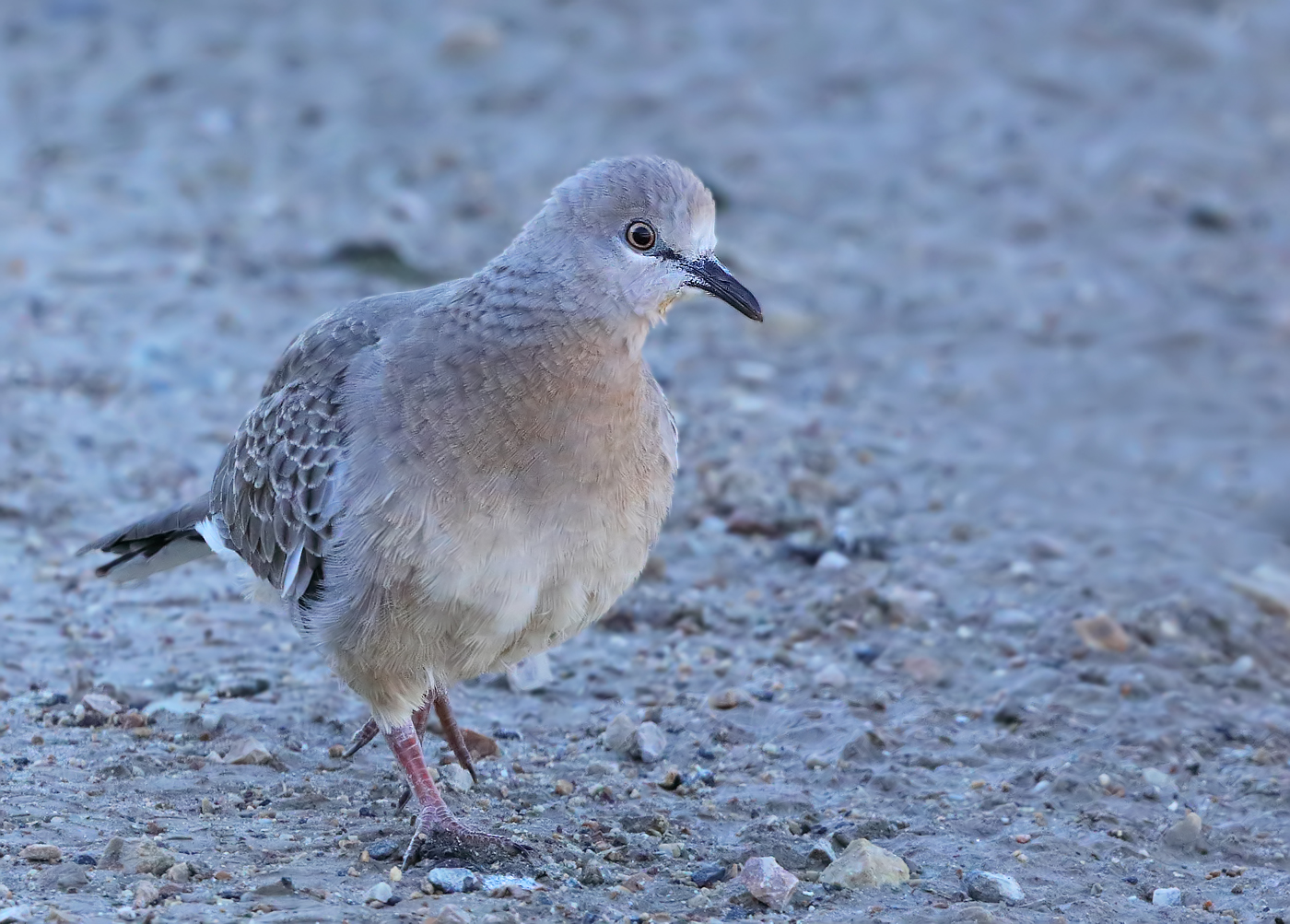 Spotted Dove (Image ID 31928)