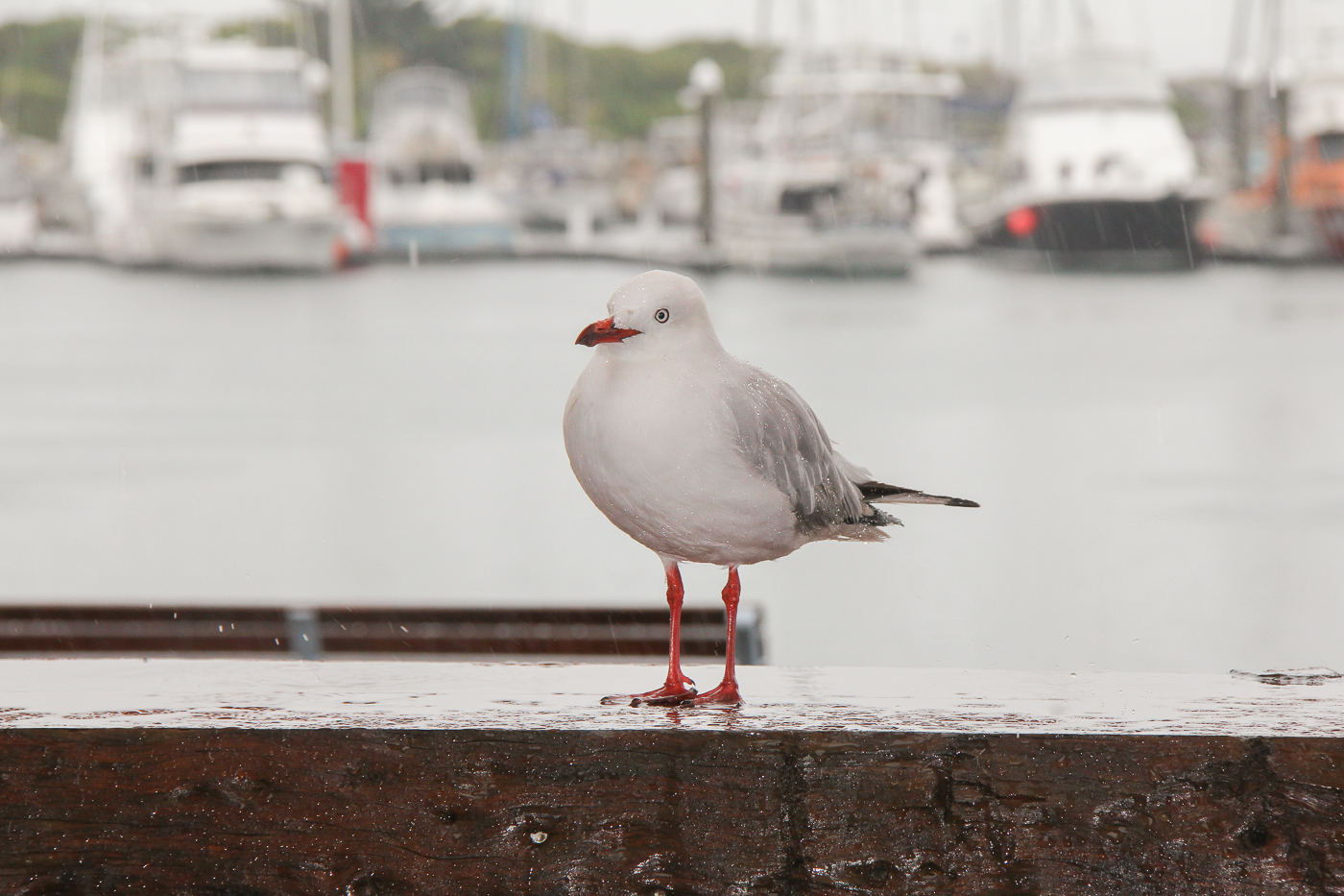 Silver Gull (Image ID 31811)