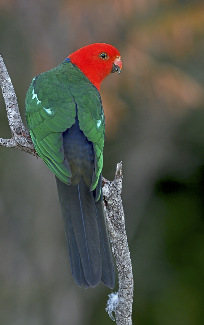 Australian King-Parrot (Image ID 31879)