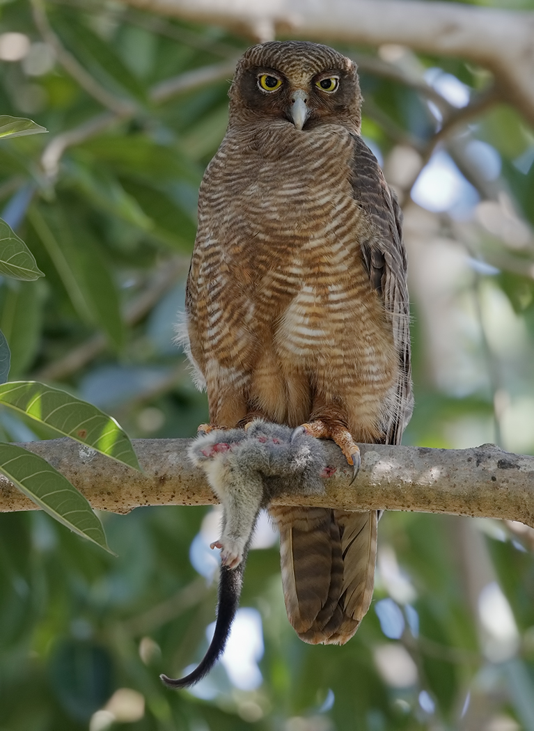 Rufous Owl (Image ID 31769)
