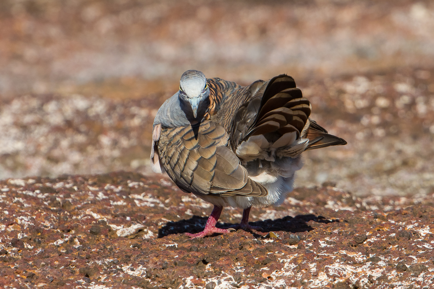 Bar-shouldered Dove (Image ID 31694)