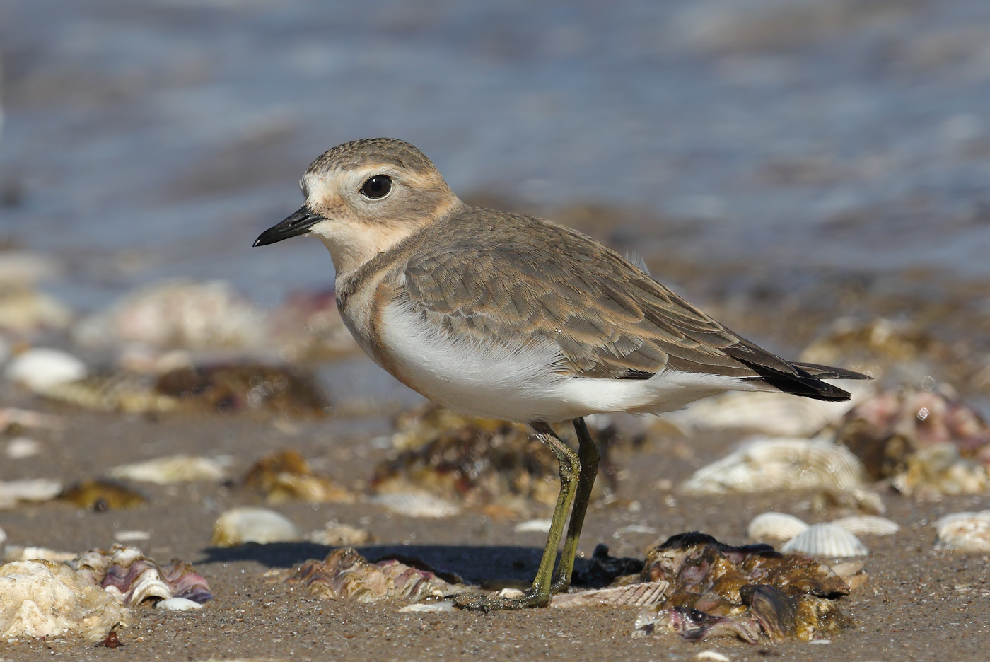 Double-banded Plover (Image ID 32045)