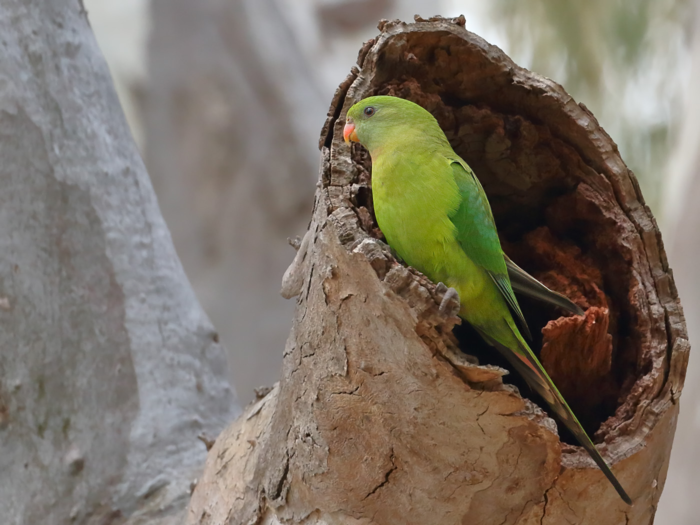 Superb Parrot (Image ID 31800)