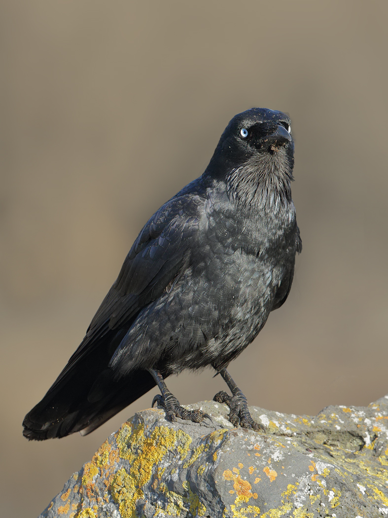 Little Raven (Image ID 31967)