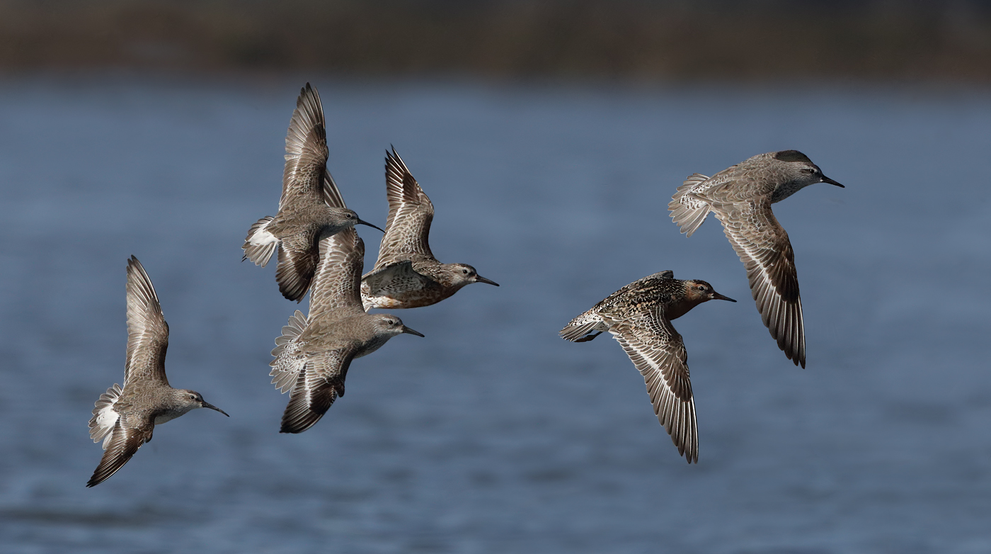 Red Knot,Curlew Sandpiper (Image ID 31705)
