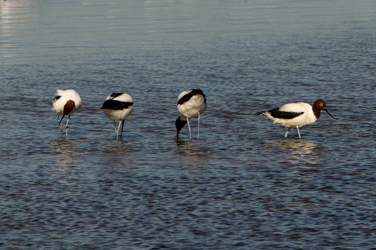 Red-necked Avocet (Image ID 31976)