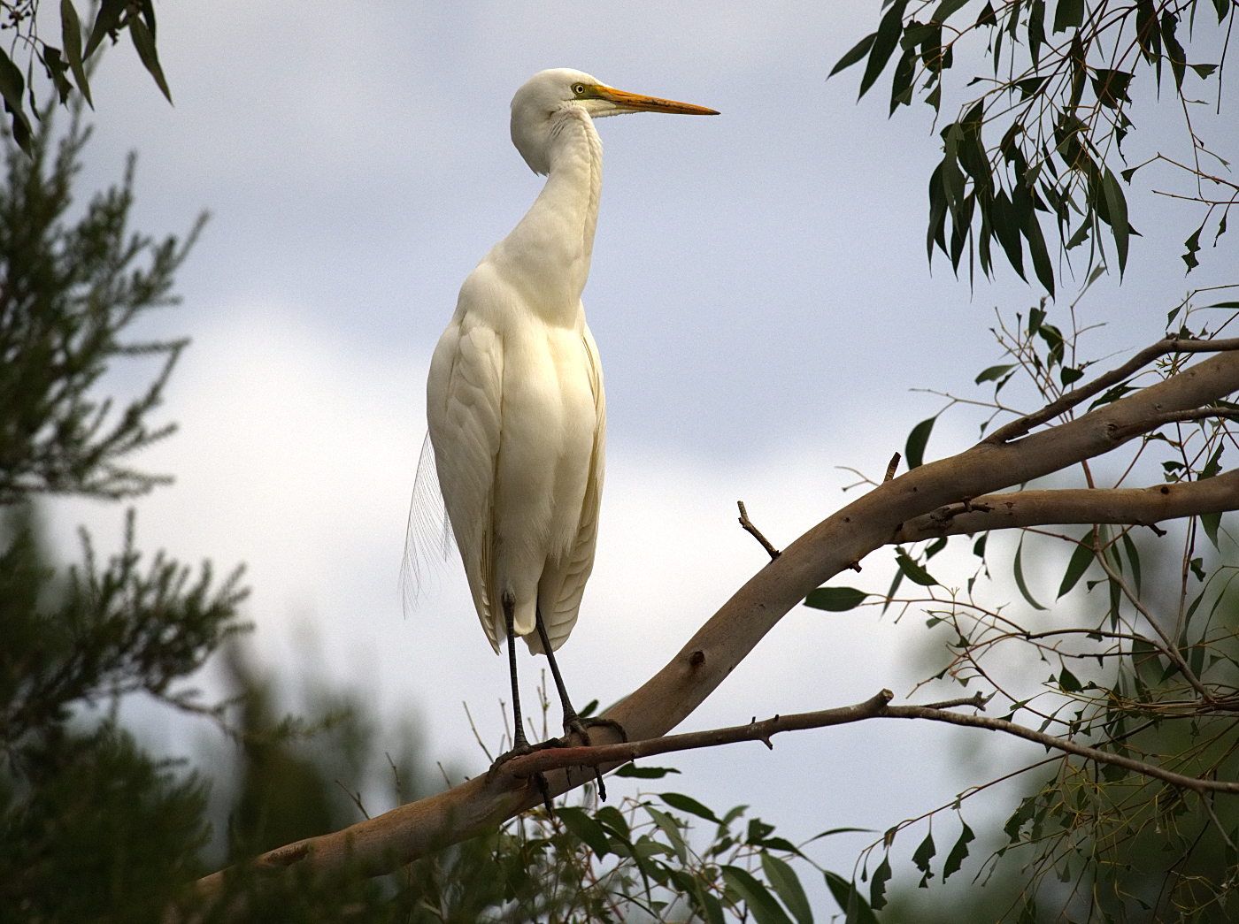 Great Egret (Image ID 32016)