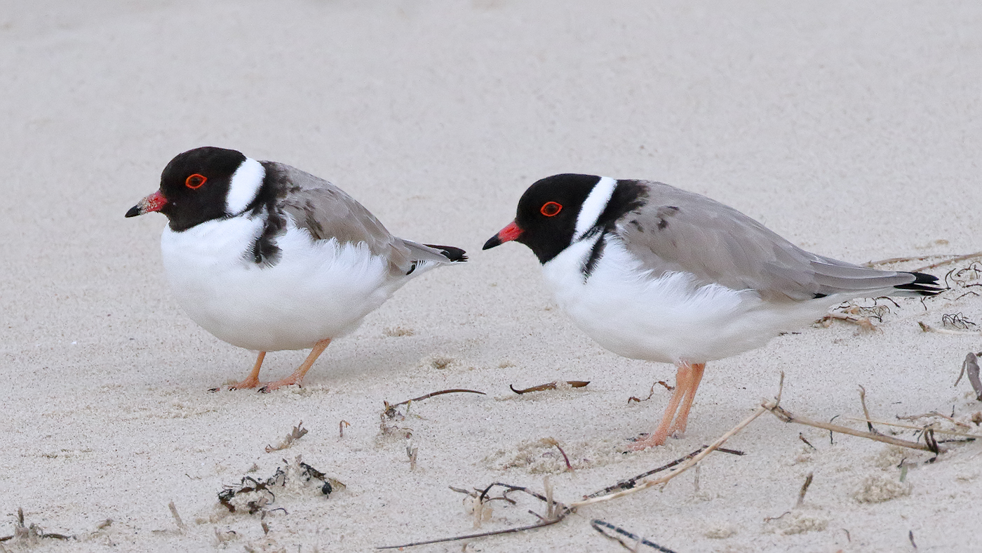 Hooded Plover (Image ID 31809)