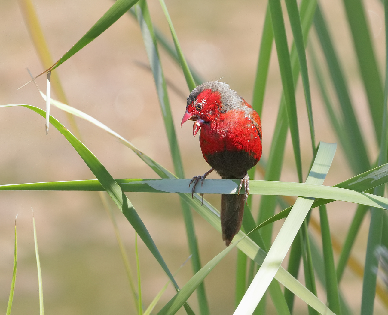 Black-bellied Crimson Finch (Image ID 32011)