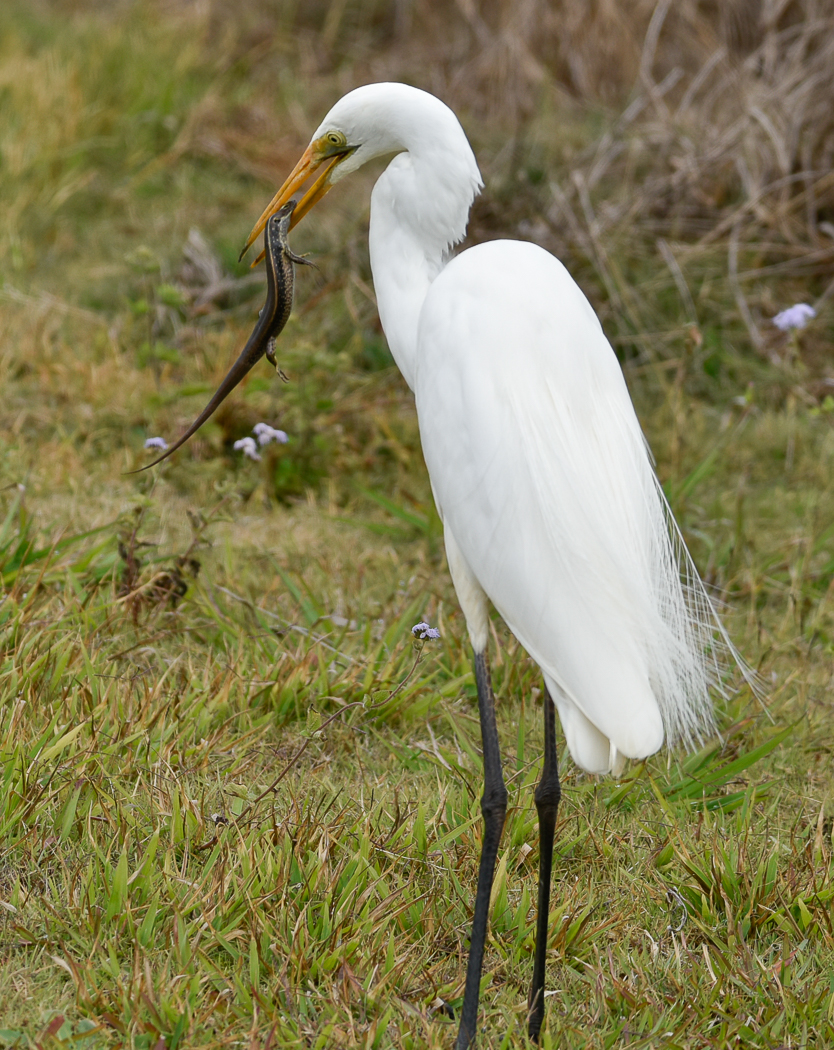 Great Egret (Image ID 31741)