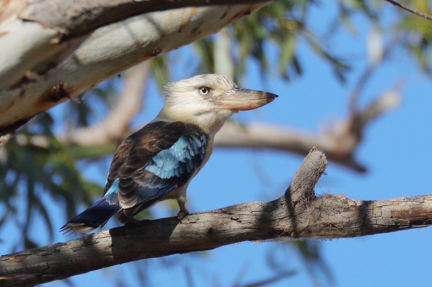 Blue-winged Kookaburra (Image ID 31822)