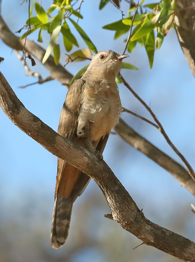Brush Cuckoo (Image ID 32117)
